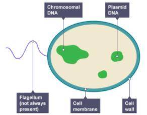 Which cell part does a bacterial cell have in common with a plant cell but not an animal cell?

ce