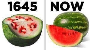 You can also selectively breed plants. Compare the watermelon from 1645 to the watermelon now. Writ