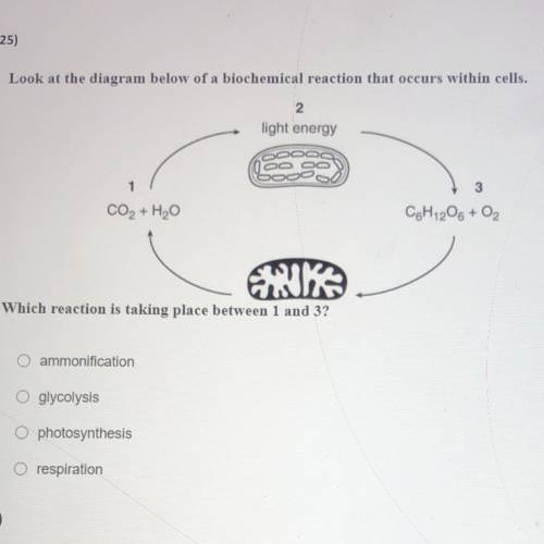 Which reaction is taking place between 1 and 3 (Look at picture)

- ammonification
- glycolysis
-