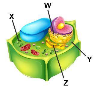Examine the diagram of a cell.

Which accurately labels the Golgi body?
W
X
Y
Z