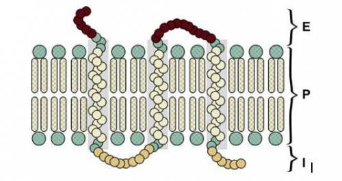 Membrane receptors are specialized proteins that take part in communication between the cell and th