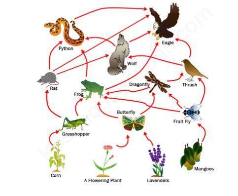 If a virus were to infect the rat in the food web pictured below, which organism(s) would be most i
