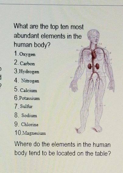 Where do elements in the human body tend to be located on the PERIODIC TABLE? (NOT PERCENTAGES PLEA