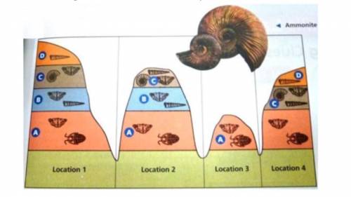 Use the diagram below to answer the question.

If ammonite fossils are dated to be approximately 6