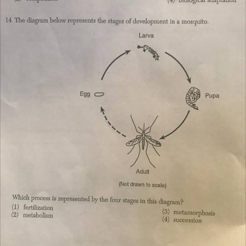 What process represents the four stages of a mosquito