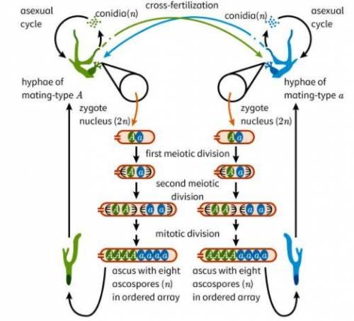 How is the life cycle of Ascomycetes different from that of humans?

A. 
Haploid cells undergo mei
