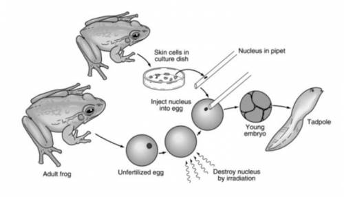 The diagram below shows the procedure scientists used to clone a frog from the nucleus of a skin ce