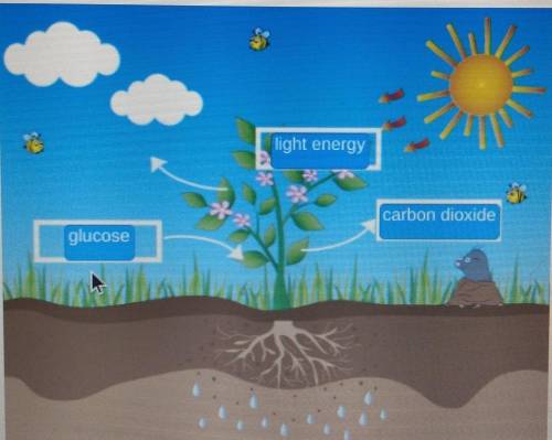 Drag each label to the correct location on the image. Identify these elements of photosynthesis.