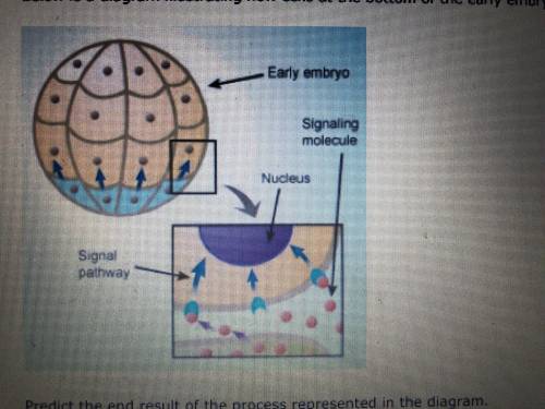 Below is a diagram illustrating how cells at the bottom of the early embryo are releasing chemicals