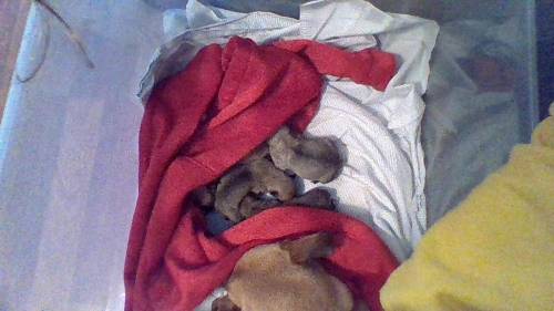 Yesterday my dog Charlie had her puppies! Say hello to Ally, Hannah, Leo, and Freddie Mercury! Welc