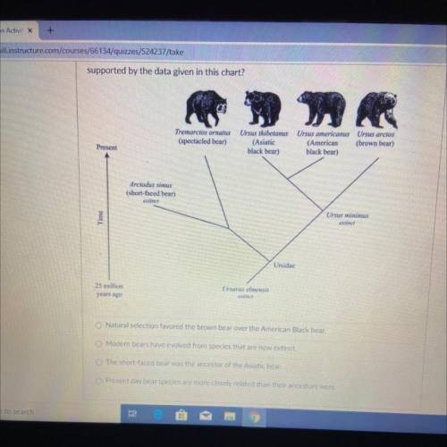 A student researching bears found the chart below in a textbook. The chart shows the

evolution of