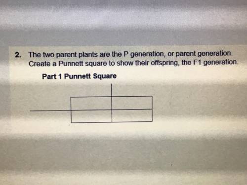 Can someone help me with this punnett square?? i don’t understand if the parents are WW & RR or