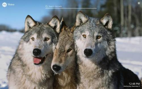 How do wolves show affectionate?