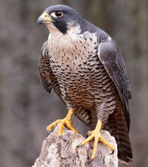 Look at the feet of this peregrine falcon. Explain how they help make this bird well-adapted to fee