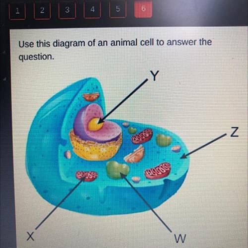 Use this diagram of an animal cell to answer the

question
Where does the second stage of cellular