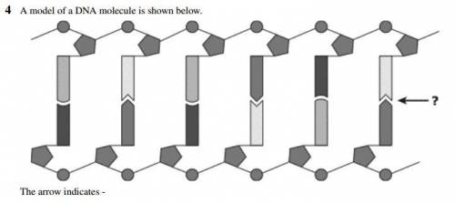 Please help! ASAP

A the bond between adjacent phosphate and deoxyribose molecules
B the junction