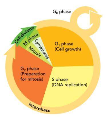 G0 is a non-dividing phase of the cell cycle where the cell is not preparing to replicate. Cells ma
