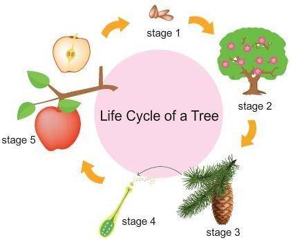 Study this diagram of a flowering tree’s life cycle. What is the error in the diagram?

Please he