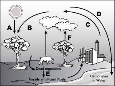 Analyze the given diagram of the carbon cycle below.

Part 1: Which process does arrow A represent