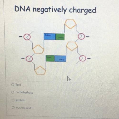 PLEASE HELP ME 10 POINTS!DNA negatively charged
