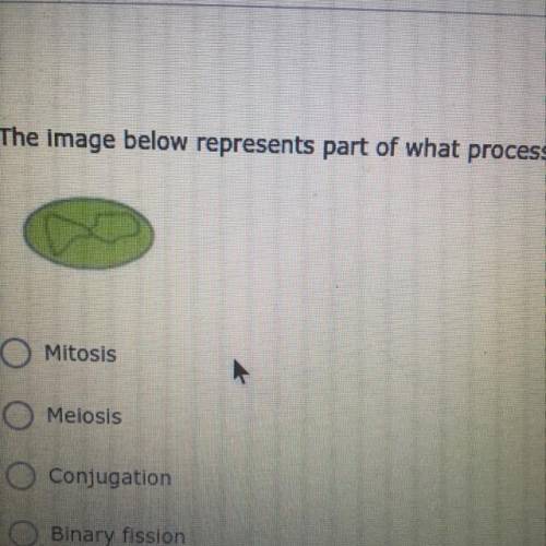 The image below represents part of what process? (4 points)

Mitosis
Meiosis
Conjugation
Binary fi