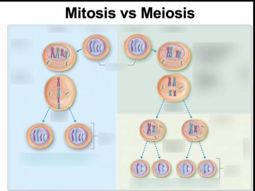 Based on the image to the right and the previous chart, how does mitosis and meiosis differ in term
