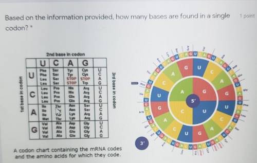 Based on the information provided, how many bases are found in a single codon?