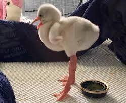 What is 10 * 10
Not really but Is this flamingo baby cute or weird