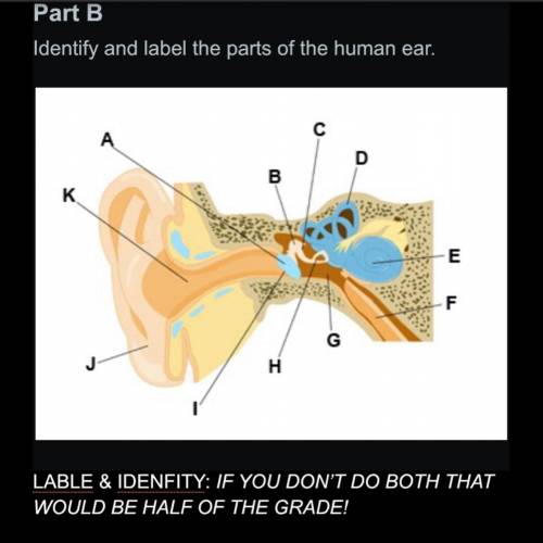 Identify and label the parts of the human ear. Subject: Anatomy