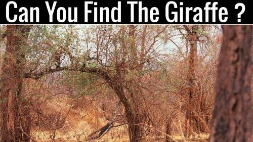 Can you see the Giraffe?