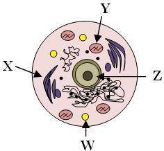 In the above animal cell, what is the function of the cellular organelle labeled with the letter Z?