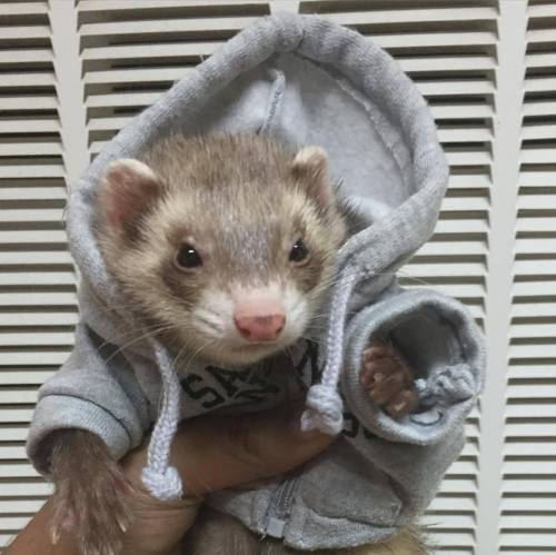 This is Victor. He is a ferret.