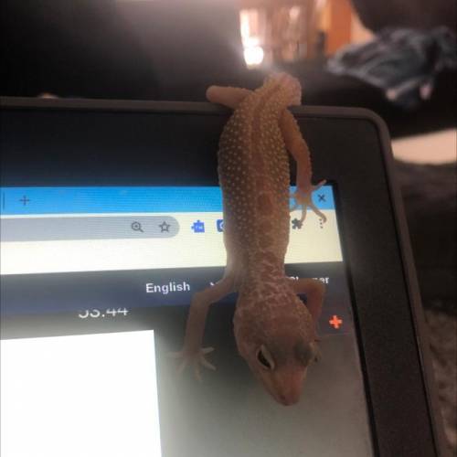Meet my Leopard gecko his name is rhino (just giving some free points)