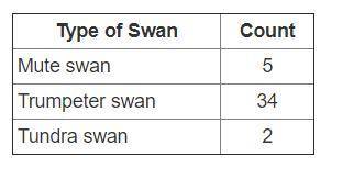Maggie keeps track of daily bird sightings. The table shows the number and types of swans that were