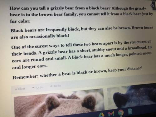 What is the text mostly about?

 
the length of the snouts on grizzly bears and black bears.
the ma