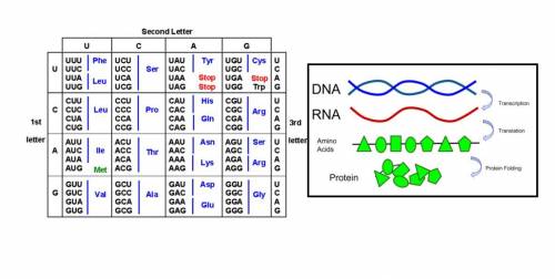 What is the relationship between DNA, mRNA, Amino Acids, and proteins?