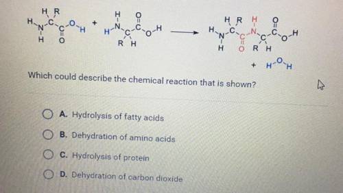 Which could describe the chemical reaction that is shown?

A. Hydrolysis of fatty acids
B. Dehydra