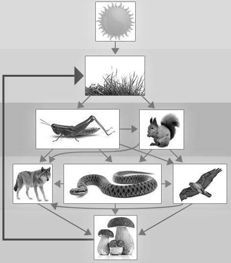Which of the following best explains the flow of energy in this food web

Mushrooms → Snake → Squi