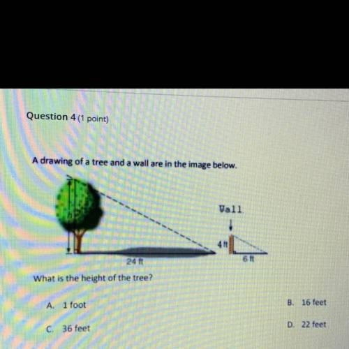 A drawing of a tree and a wall are in the image below.

Wall
4ft
24 ft
6 ft
What is the height of