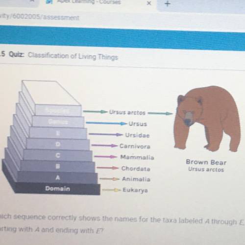 The diagram shows the

complete classification for the
brown bear. The names of some of the taxa a