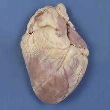 What view of the heart is this?