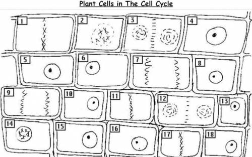 Name each numbered stage in the plant cell cycle diagram: (interphase, prophase, metaphase, anaphas