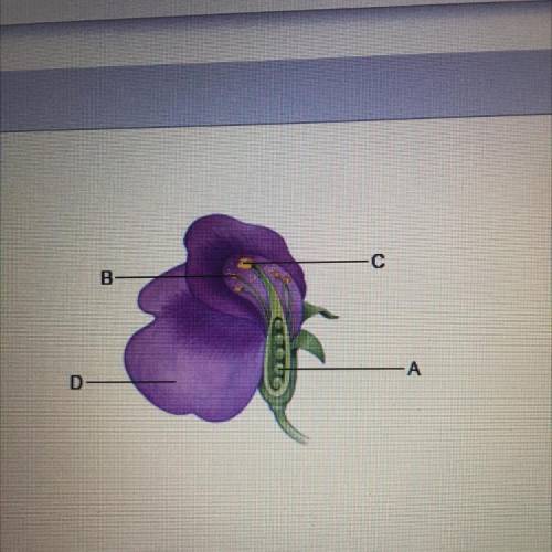 Refer to the illustration.

in which two structures of a flowering plant will haploid cells be
fou