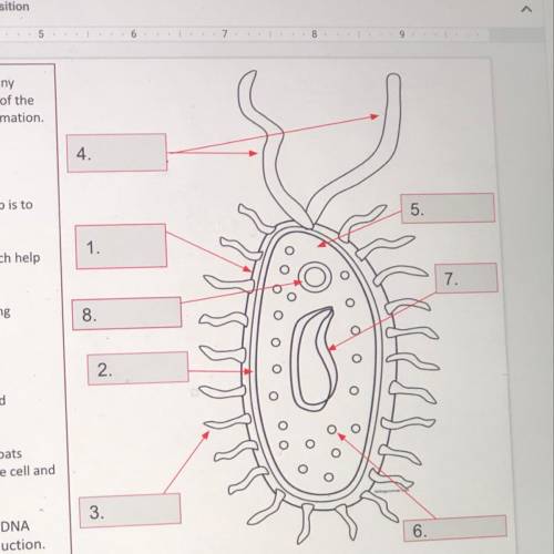 Name of these parts of a prokaryote cell pleaseee i’ll give you brainliest and 20 pts.