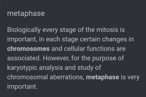 In which of these stage is mitosis most importan?
