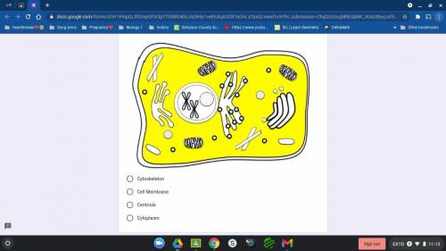 The section of the cell highlighted in yellow represents what cell organelle or structure?