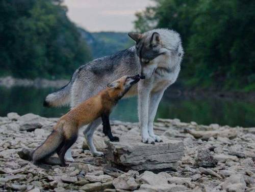 Can a wolf and fox be together? i want to know please