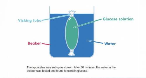 In the experiment below, if the water was warmed, what would happen to the time taken for the gluco
