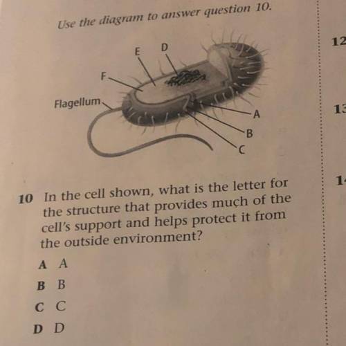 Use the diagram to answer question 10.

E D
F
Flagellum
А
B В
C С
10 In the cell shown, what is th