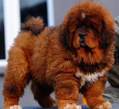 Are these dogs cute?? they are a ''tibetan mastiff''